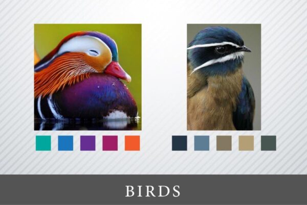 colors-for-website-birds